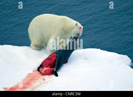 Orso polare (Ursus maritimus), con guarnizione catturata, Groenlandia, Scoresbysund Foto Stock