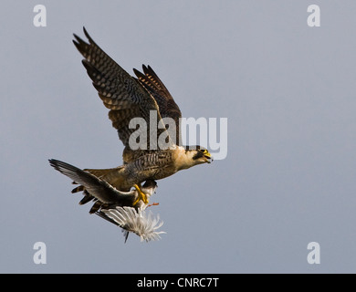 Falco pellegrino (Falco peregrinus), caccia giovani tern, Norvegia, Troms, Troms Foto Stock