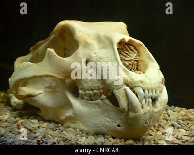 Orso polare (Ursus maritimus), cranio, Norvegia Isole Svalbard, Longyearbyen Foto Stock