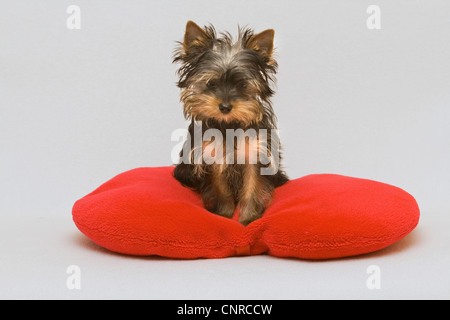 Yorkshire Terrier (Canis lupus f. familiaris), 14-settimane vecchio cucciolo seduto su un cuscino rosso Foto Stock