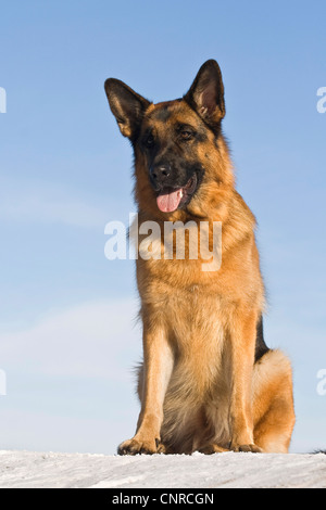 Pastore Tedesco cane (Canis lupus f. familiaris), 2-year-old she-dog sitter nella neve Foto Stock