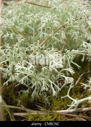 Cup lichen (Cladonia arbuscula), cresce sulle dune di sabbia, Germania, Bassa Sassonia, Elbtalduenen NSG Foto Stock