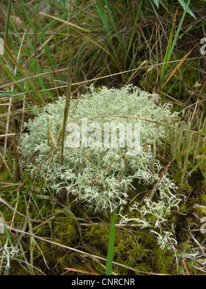 Cup lichen (Cladonia arbuscula), cresce sulle dune di sabbia, Germania, Bassa Sassonia, Elbtalduenen NSG Foto Stock