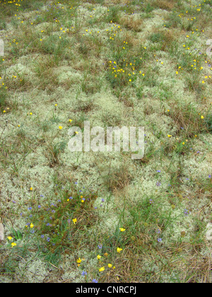 Cup lichen (Cladonia arbuscula), cresce sulle dune di sabbia, con Hieracium umbellatum e Jasione montana, Germania, Bassa Sassonia, Elbtalduenen NSG Foto Stock