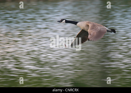 Canada goose (Branta canadensis), vola oltre il tratto di acqua, in Germania, in Renania Palatinato Foto Stock