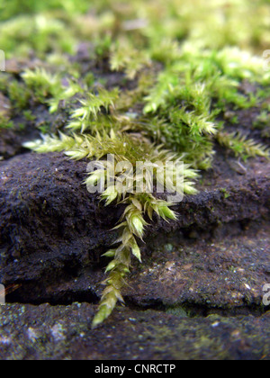 Rough-sgambate feather-moss (Brachythecium rutabulum), che cresce su una parete, in Germania, in Renania settentrionale-Vestfalia Foto Stock