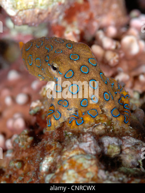 Un blu di inanellare octopus fotografato su una immersione notturna nella Lembeh strait Sulawesi Foto Stock