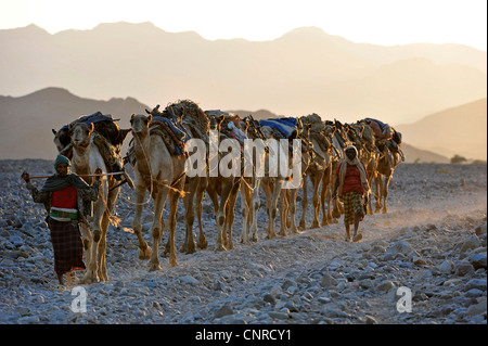 Dromedario, one-humped camel (Camelus dromedarius), sale caravan, Etiopia, Danakil deserto Foto Stock