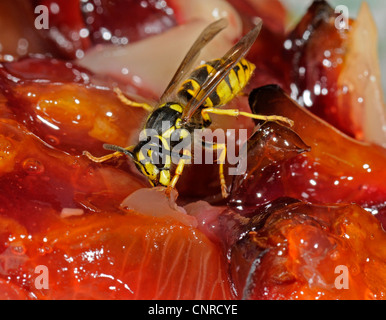 Il tedesco wasp (Vespula germanica), alimenta sulla torta di prugne Foto Stock