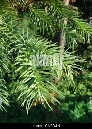 Cina fir, cinese (fir Cunninghamia lanceolata), filiali Foto Stock