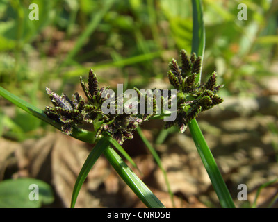 Brown galanga, marrone flatsedge (Cyperus fuscus), infiorescenza, Germania, Sassonia-Anhalt Foto Stock