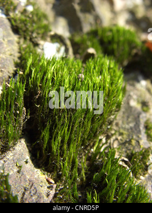 Campylopus moss (Campylopus introflexus), che cresce su una parete di roccia, in Germania, in Renania settentrionale-Vestfalia Foto Stock