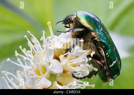 Rose (chafer Cetonia aurata), sui fiori bianchi, in Germania, in Renania Palatinato Foto Stock