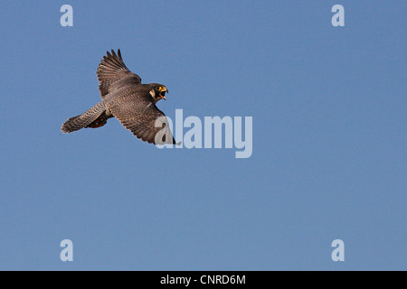 Falco pellegrino (Falco peregrinus), femmina in volo, in Germania, in Renania Palatinato Foto Stock