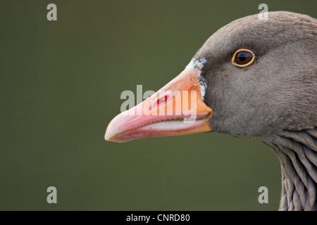 Graylag goose (Anser anser), ritratto, in Germania, in Renania Palatinato Foto Stock