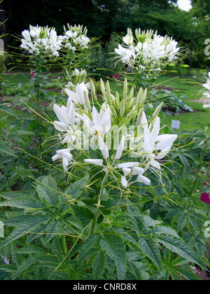 Fiore di ragno (Cleome trachysperma), fioritura Foto Stock