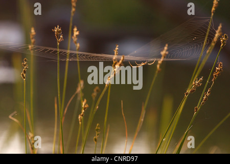 A lungo a ganasce spider (Tetragnatha extensa), nella sua ragnatela, in Germania, in Renania Palatinato Foto Stock