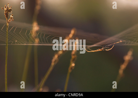 A lungo a ganasce spider (Tetragnatha extensa), nella sua ragnatela, in Germania, in Renania Palatinato Foto Stock