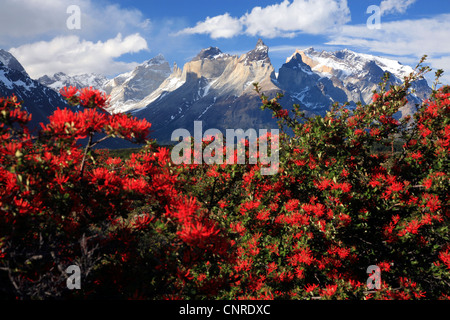 Incendio cileno bush (Embothrium coccineum), Torres del Paine-Massif, Cile, Parco Nazionale Torres del Paine Foto Stock