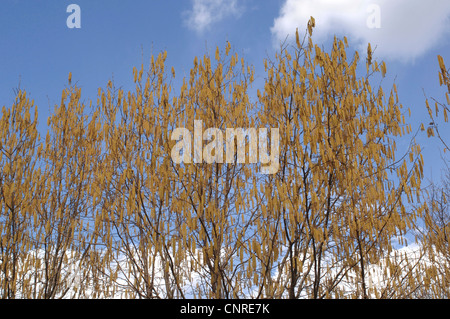 Comune di nocciolo (Corylus avellana), fioritura in primavera, Germania Foto Stock