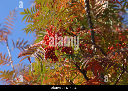 Sorbo montano giapponese (Sorbus commixta "Carmencita', Sorbus commixta Carmencita), con frutti in autunno la colorazione Foto Stock