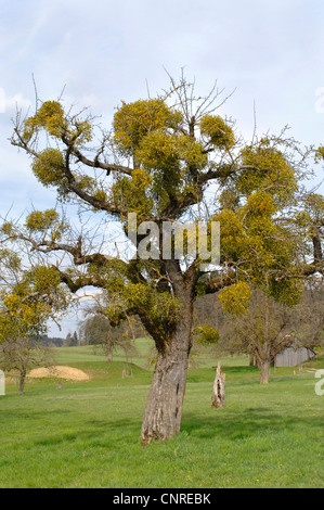 Vischio (Viscum album subsp. album), un sacco di piante su un albero da frutta, in Germania, in Baviera Foto Stock