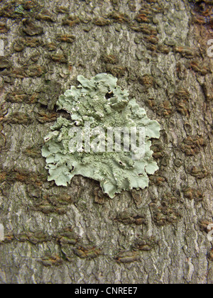 Il lichen (Clairmont sulcata), che cresce su un tronco di albero, in Germania, in Renania settentrionale-Vestfalia Foto Stock