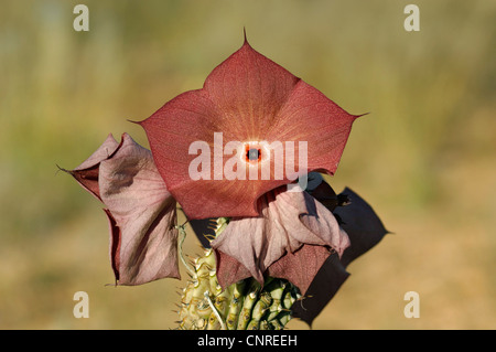 Hoodia Cactus (Hoodia gordonii), fioritura, Namibia Foto Stock