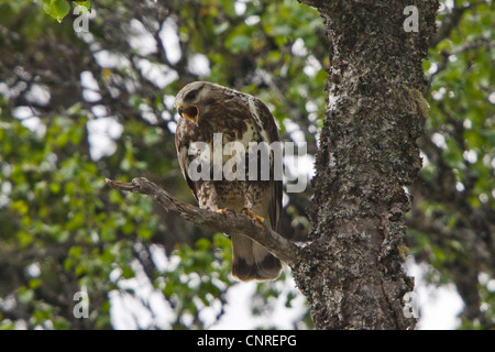 Rough-zampe poiana (Buteo lagopus), chiamando su un albero coperto con il lichen, Svezia Foto Stock