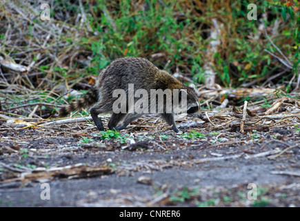 Procione comune (Procione lotor), foraggio, STATI UNITI D'AMERICA, Florida Everglades National Park Foto Stock