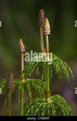Sylvan equiseto, legno equiseto, bosco equiseto (Equisetum sylvaticum), germogli con sporangis, Svezia Foto Stock