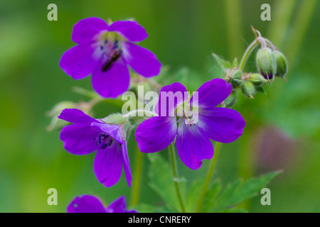 Prato cranesbill (Geranium pratense), fiorisce, Svezia Foto Stock