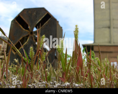 Bottiglia di erba verde, setole, erba verde di coda di volpe (Setaria viridis), che fiorisce in Magdeburg Harbour, Germania, Sassonia-Anhalt, Magdeburgo Foto Stock