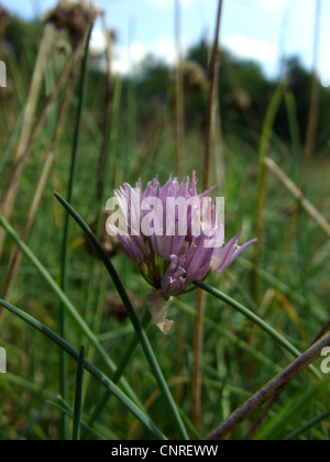 Erba cipollina, sabbia porri (Allium schoenoprasum), fioritura al fiume Elba, wild , Germania, Sassonia-Anhalt Foto Stock