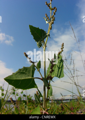 Orache hastate, spear-lasciava orache, saltbush strisciante (Atriplex prostrata), foglie e infructescences, Germania, Sassonia-Anhalt Foto Stock