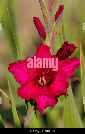 Gladiolus (Gladiolus spec.), fiore Foto Stock