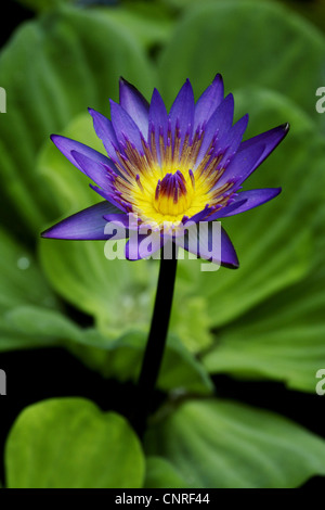 Egyptian lotus, blue lotus del Nilo, blu ninfea bianca (Nymphaea caerulea), fiore Foto Stock