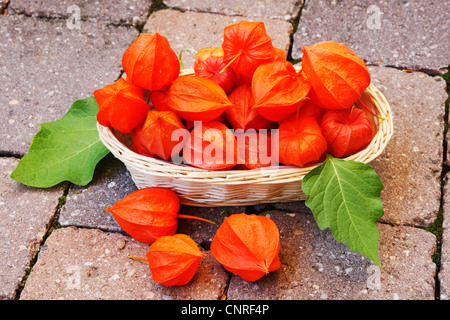 Lanterna cinese, giapponese lanterna, inverno ciliegia, fragola pomodoro (Physalis alkekengi var. franchetii, Physalis franchetii), frutta in un cestino Foto Stock