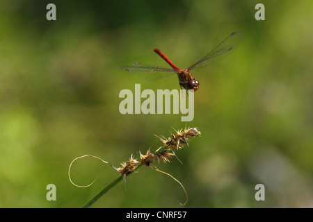 Sympetrum comune, comune darter (Sympetrum striolatum), flying Foto Stock