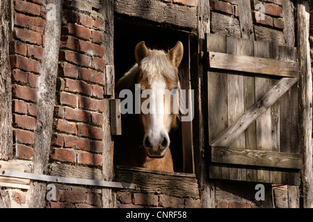 Cavallo guardando fuori di un cavallo stabile, Germania Foto Stock