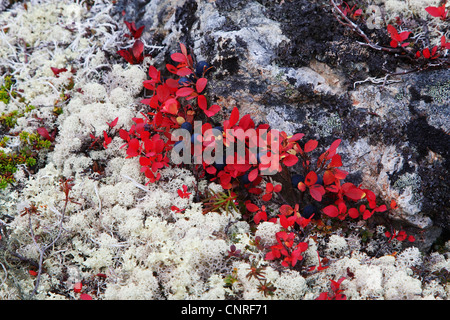 Alpine uva ursina, nero uva ursina (Arctostaphylos alpina), renne lichene nero e uva ursina in autunno, USA, Alaska Foto Stock