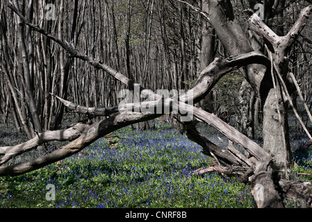 Bluebell wood fuori North Downs modo vicino a Chilham Kent Regno Unito Foto Stock