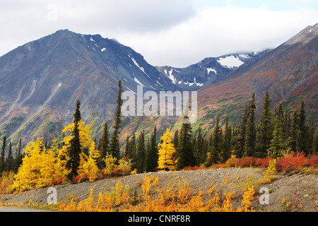 American aspen, vacilla aspen, tremante aspen (Populus tremuloides), il paesaggio al Parco Nazionale di Denali in autunno, STATI UNITI D'AMERICA, Alaska Denali Nationalpark Foto Stock