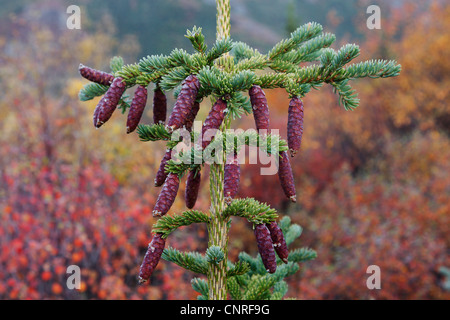 Cat abete rosso, skunk abete rosso, abete bianco, nano Alberta Abete (Picea glauca), coni su albero, STATI UNITI D'AMERICA, Alaska Foto Stock