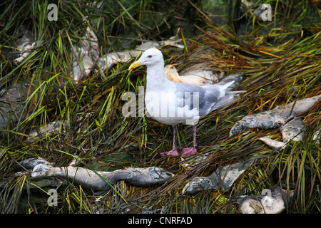 Glaucous-winged gull (Larus glaucescens), alimentando su salman, USA, Alaska Foto Stock