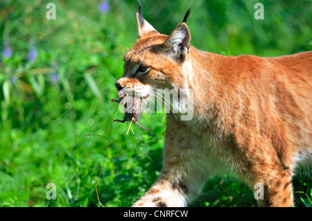 Eurasian (Lynx Lynx lynx), femmina con catturato il mouse Foto Stock