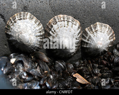 Patelle, vero patelle (Patellidae), tre persone in una roccia, Paesi Bassi, Mare del Nord Foto Stock