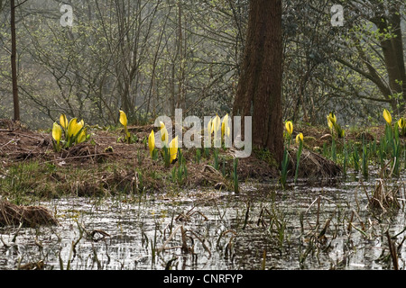 Skunk cavolo, Lanterna di palude, giallo arum, giallo Skunk cavolo (Lysichiton americanus), che fiorisce in una palude, Germania Foto Stock