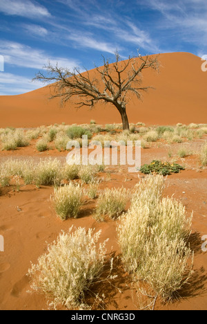 Namib Desert; dune 45 vicino a Sesriem, Namibia Foto Stock