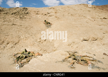 Tree tumbo, tumboa, welwitschia (Welwitschia mirabilis), che cresce su un pendio lungo la Welwitschia Drive , Namibia, Swakopmund Foto Stock